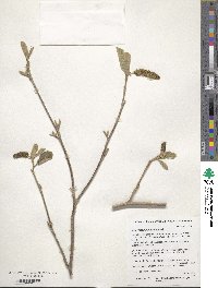 Sinowilsonia henryi image