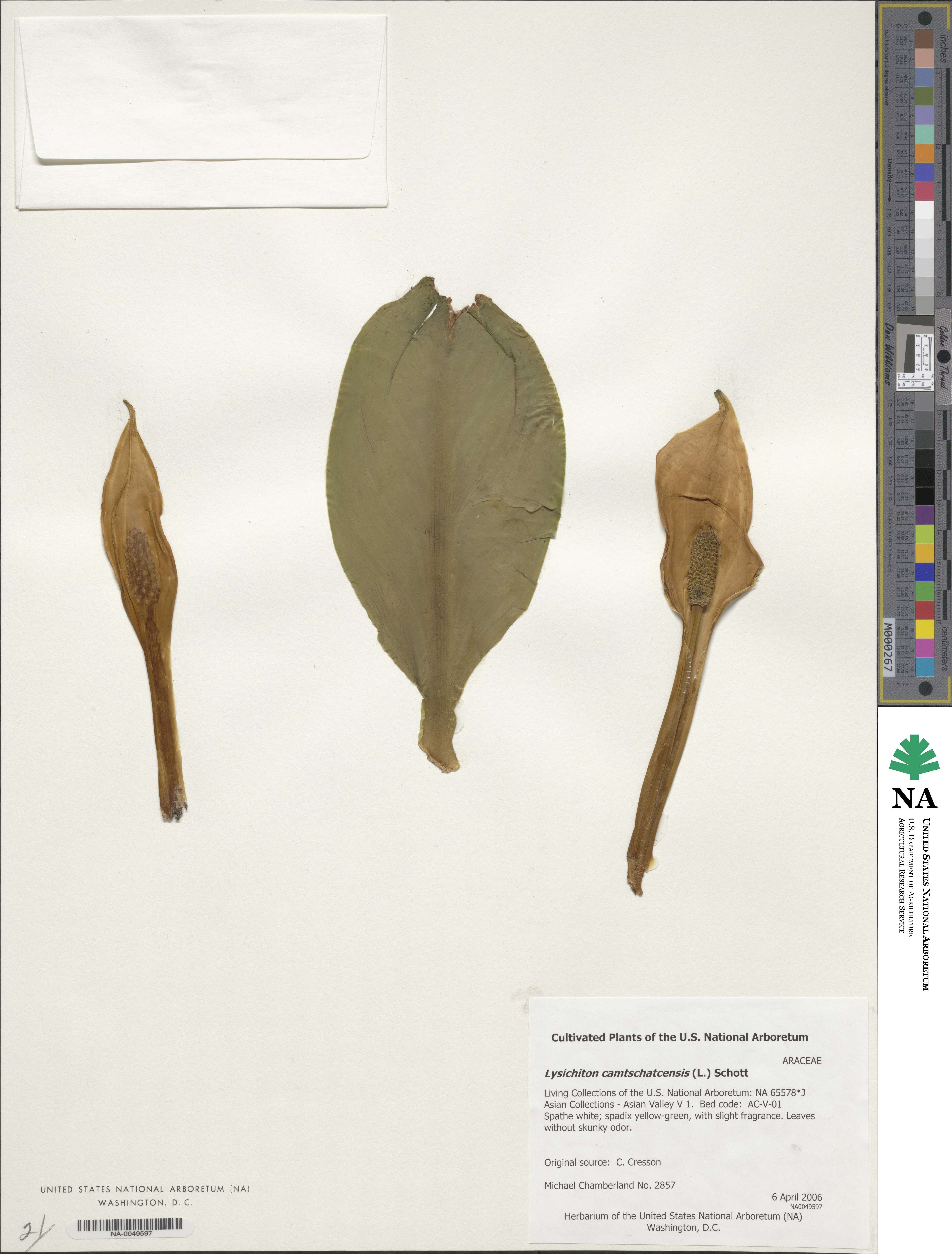 Lysichiton camtschatcensis image
