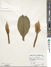 Image of Lysichiton camtschatcensis