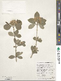 Viburnum burejaeticum image