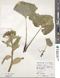 Petasites japonicus image