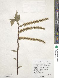 Stachyurus praecox image