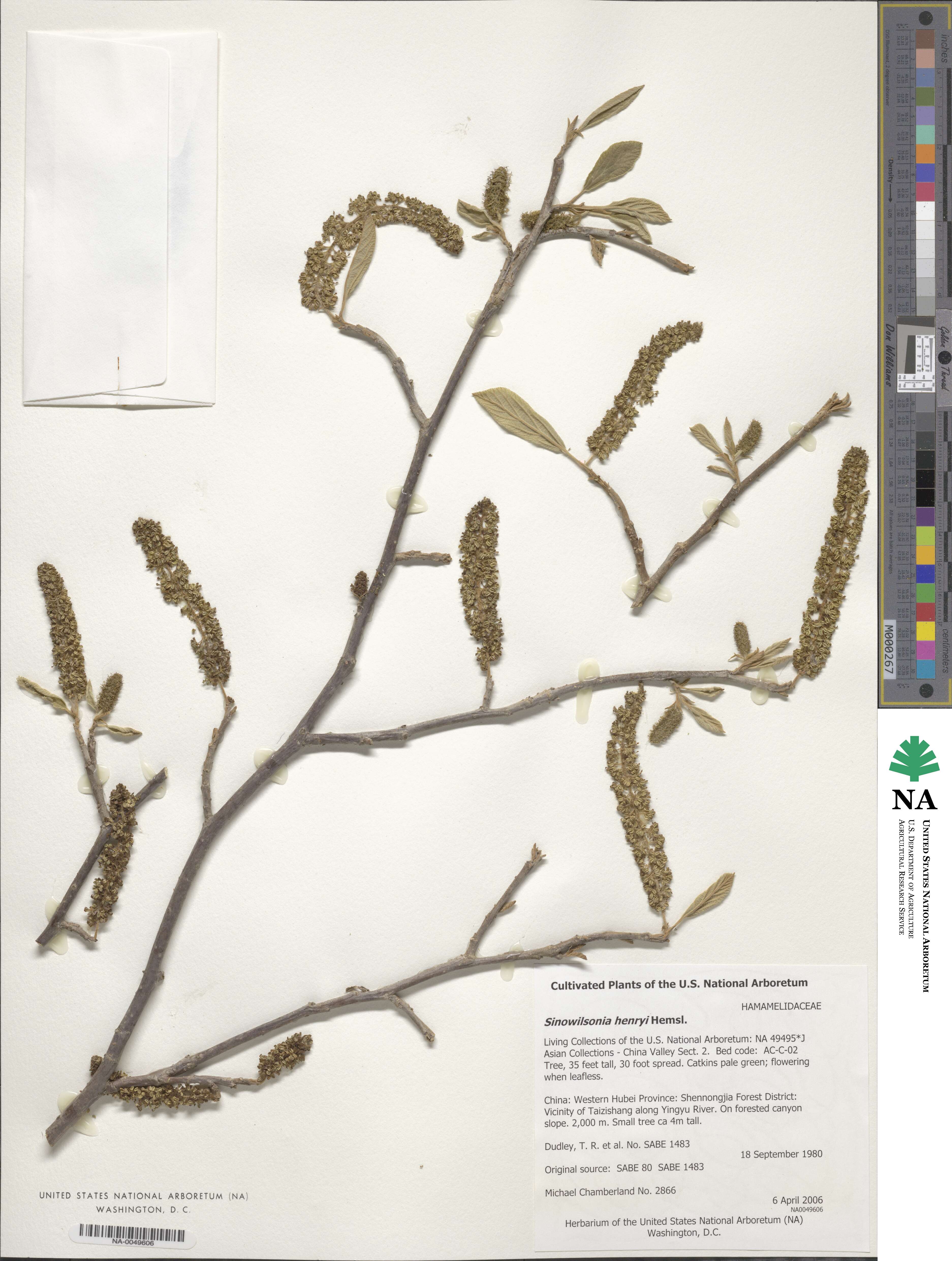 Sinowilsonia henryi image