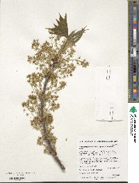 Acer sterculiaceum subsp. franchetii image