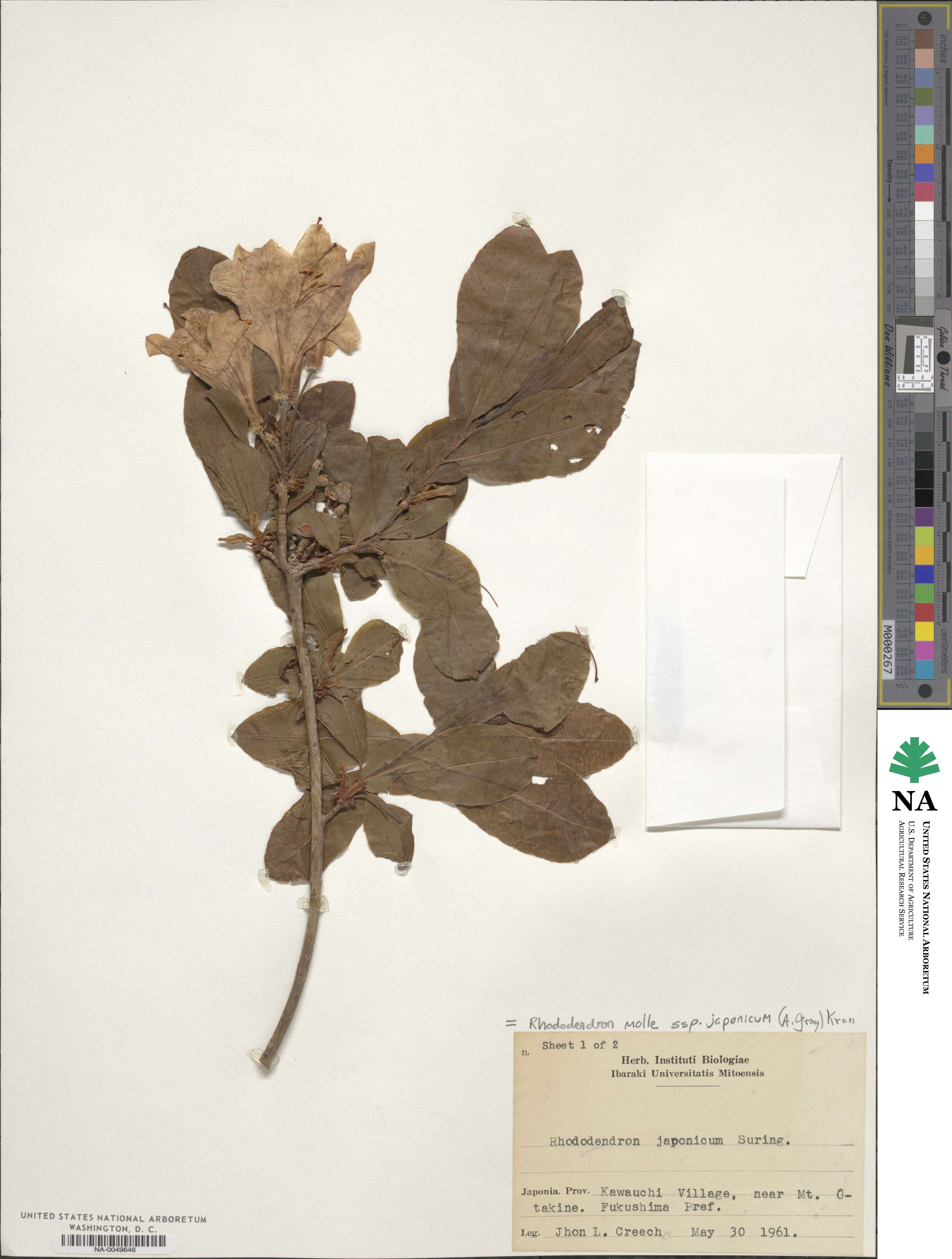 Rhododendron japonicum image