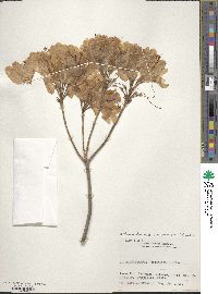 Rhododendron japonicum image