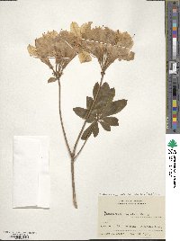 Rhododendron japonicum image