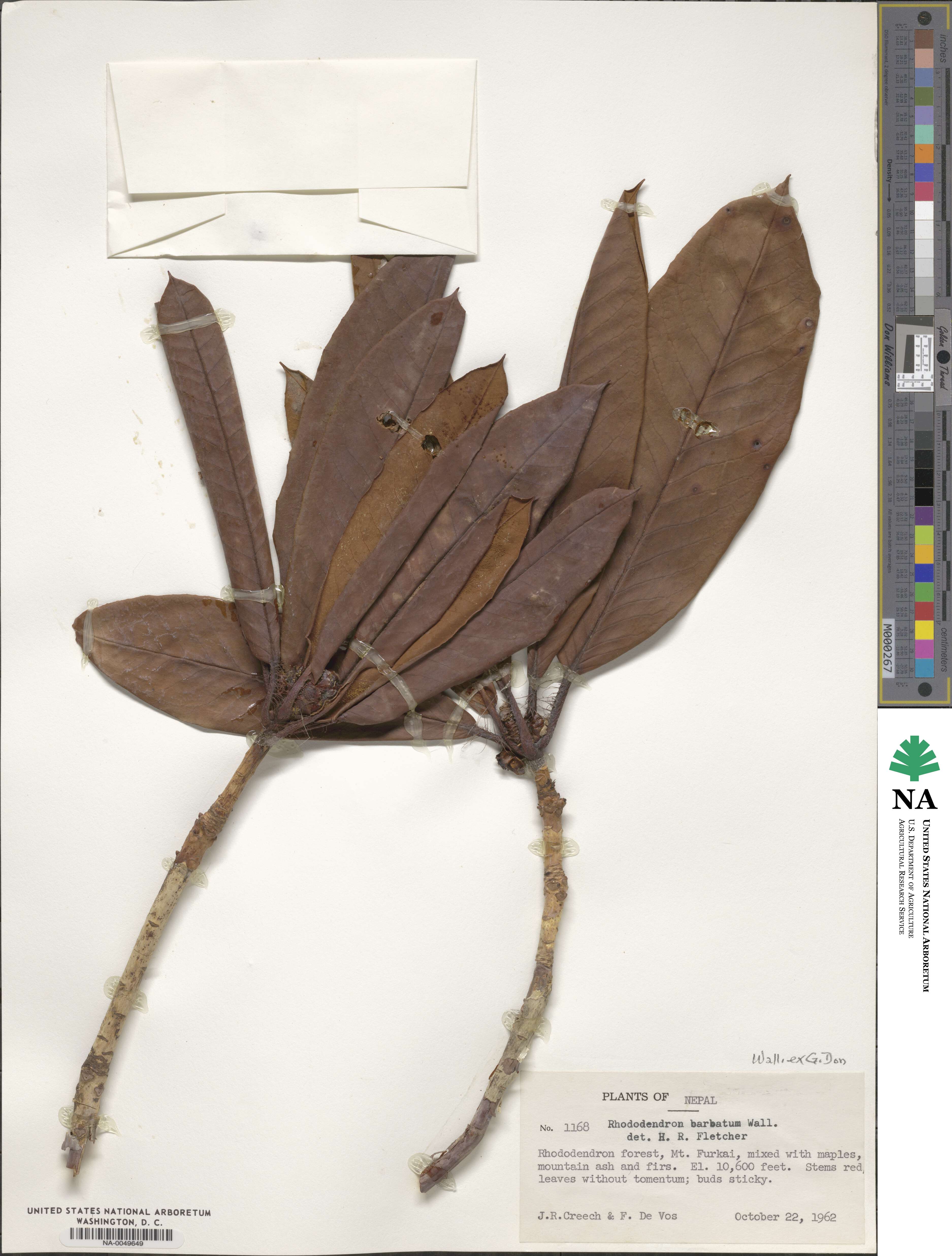 Rhododendron barbatum image