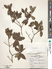 Rhododendron mucronulatum image