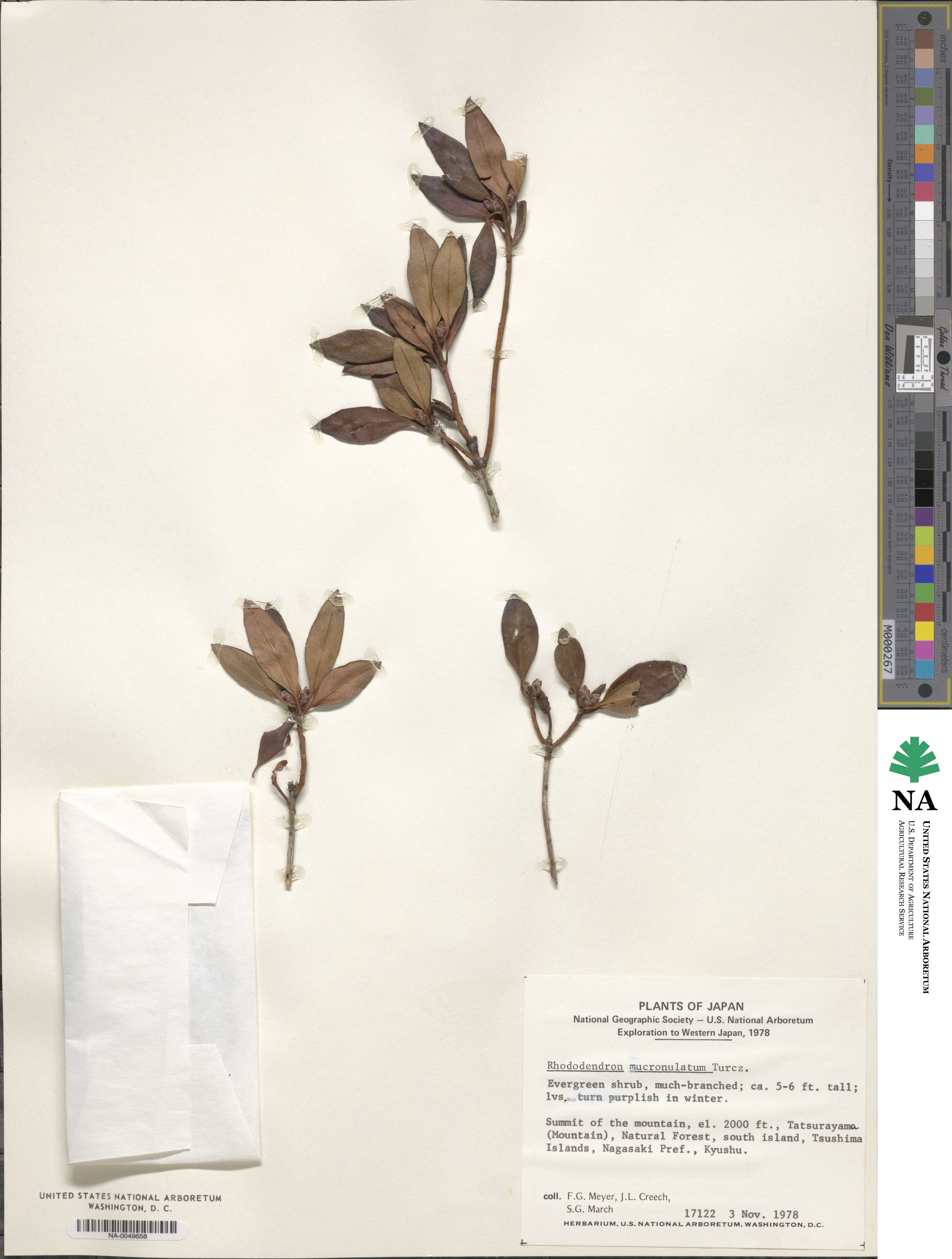 Rhododendron mucronulatum image