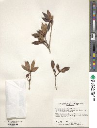 Rhododendron mucronulatum image