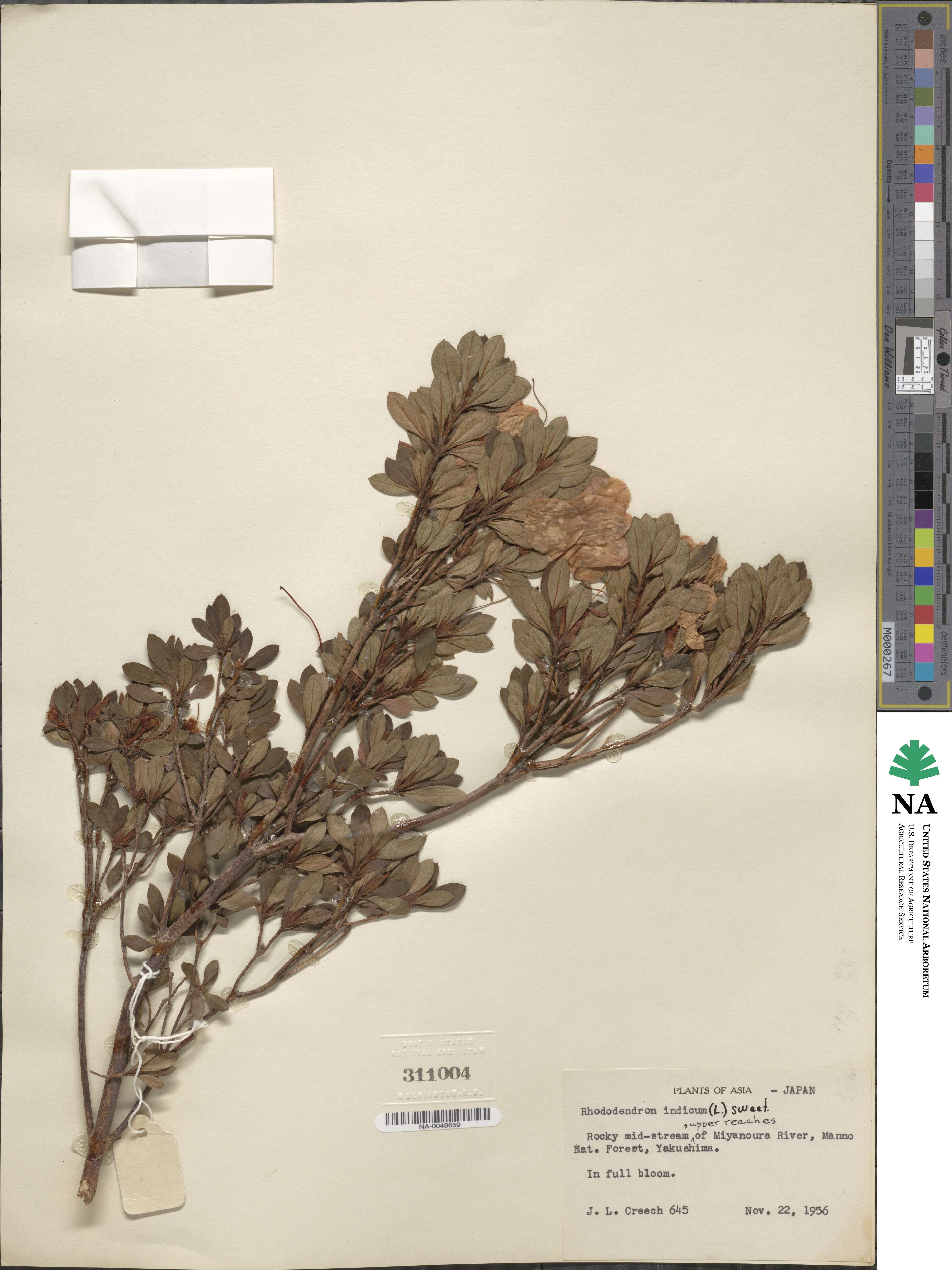 Rhododendron indicum image