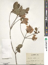 Rhododendron kaempferi image