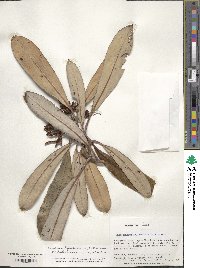 Rhododendron japonoheptamerum image