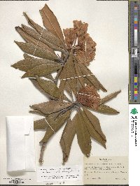 Rhododendron japonoheptamerum image