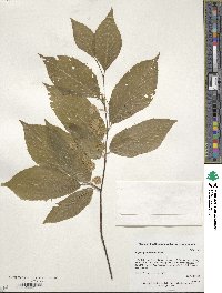 Fagus grandifolia image