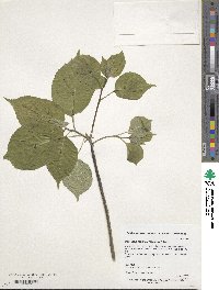 Helwingia japonica image