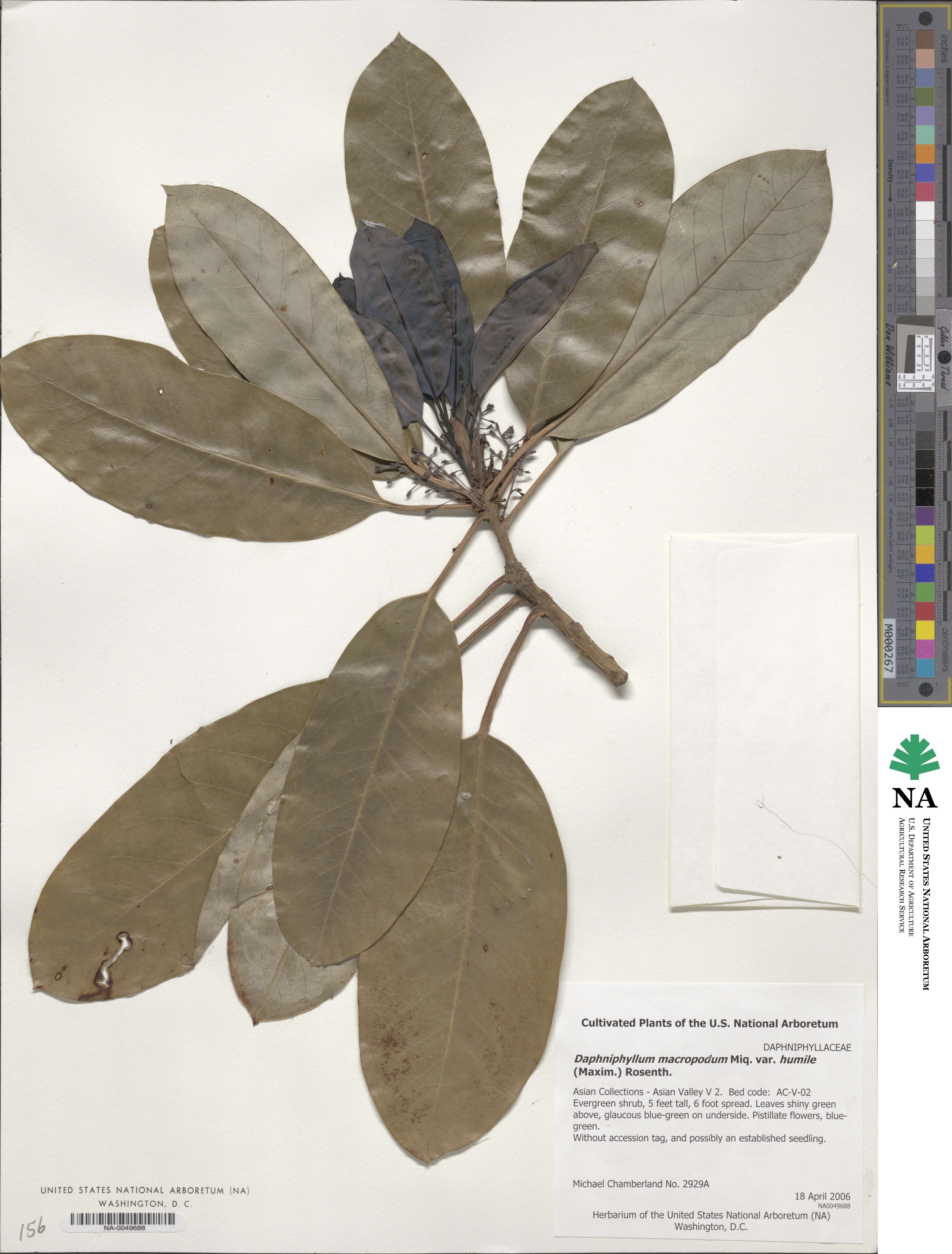 Daphniphyllum macropodum var. humile image