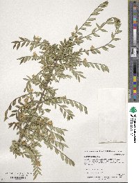 Lonicera pileata image