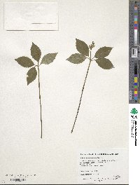 Chloranthus japonicus image