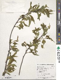 Prunus grayana image