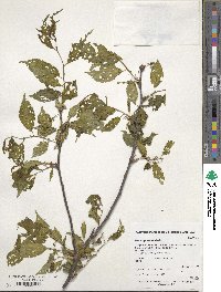 Prunus grayana image