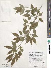 Prunus buergeriana image