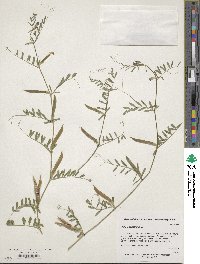 Vicia angustifolia image