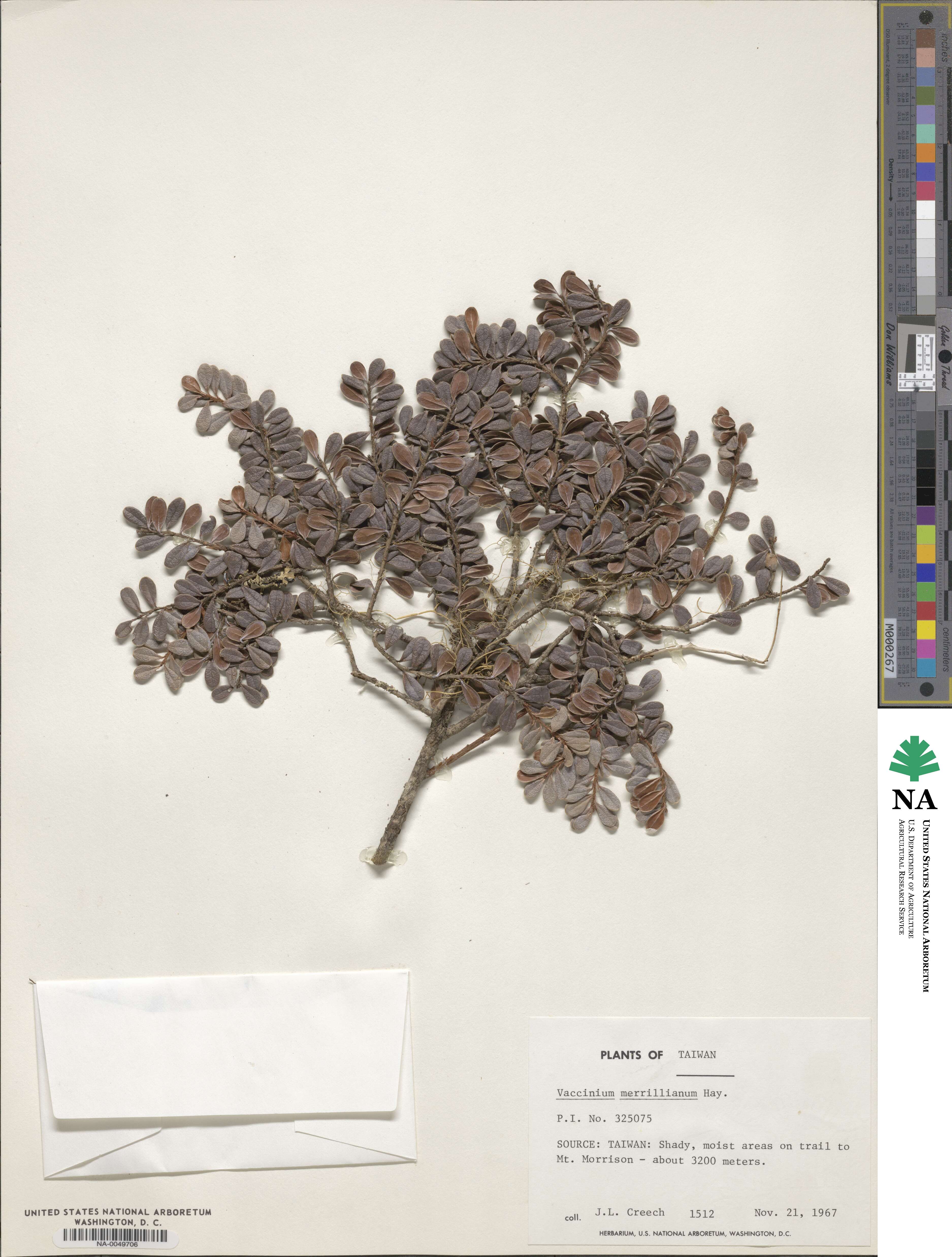 Vaccinium delavayi subsp. merrillianum image