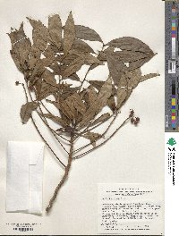 Ardisia crenata image