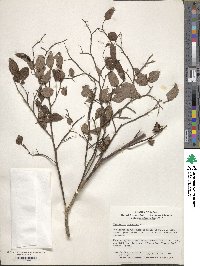 Vaccinium japonicum image