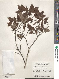 Vaccinium japonicum image