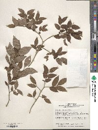 Vaccinium japonicum image