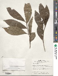 Ardisia crenata image