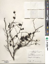 Vaccinium oldhamii image