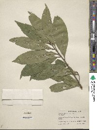 Quercus glauca image