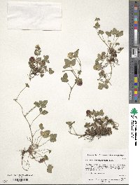 Potentilla indica image