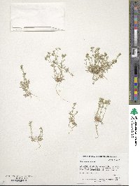 Scleranthus annuus image