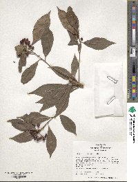 Ardisia crenata image