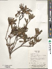 Rhododendron dauricum image