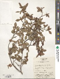 Rhododendron kaempferi image