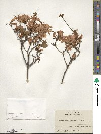 Rhododendron kaempferi image