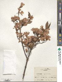 Rhododendron kaempferi image