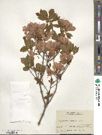 Rhododendron kaempferi image