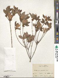 Rhododendron kaempferi image