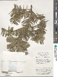 Cephalotaxus sinensis image