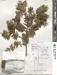 Torreya nucifera image