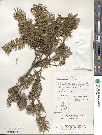 Torreya nucifera image