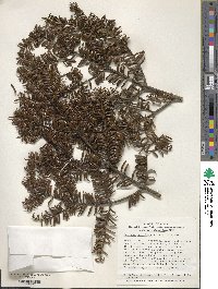 Torreya nucifera image