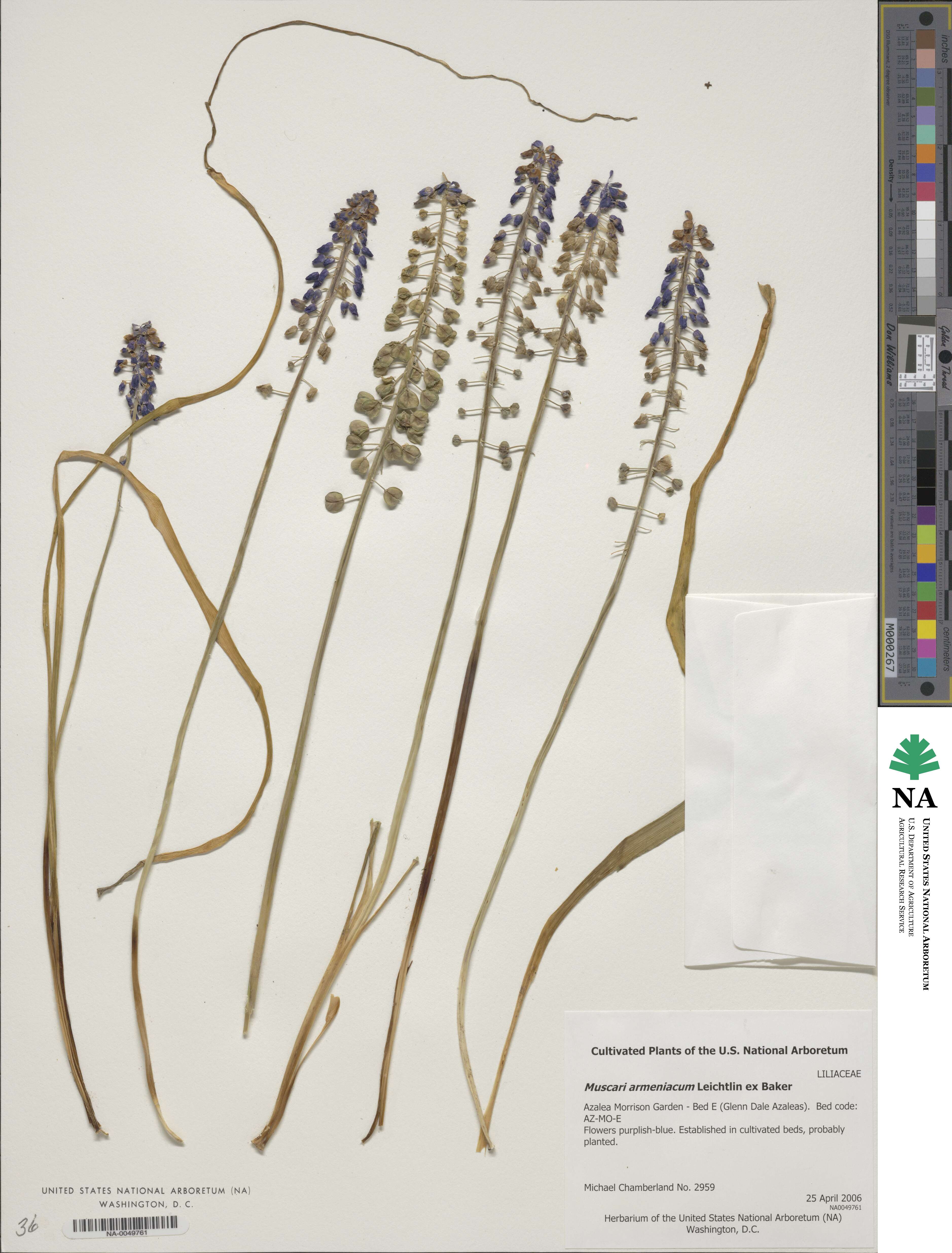 Muscari armeniacum image